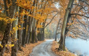 trees, path, autumn-5649643.jpg